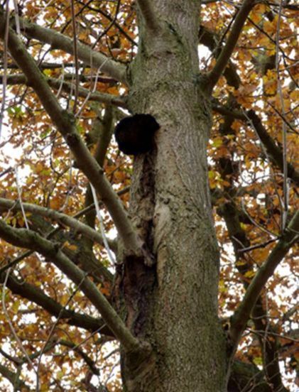 An old bracket and a sunken canker beneath on ash at Wrest Park, Bedfordshire